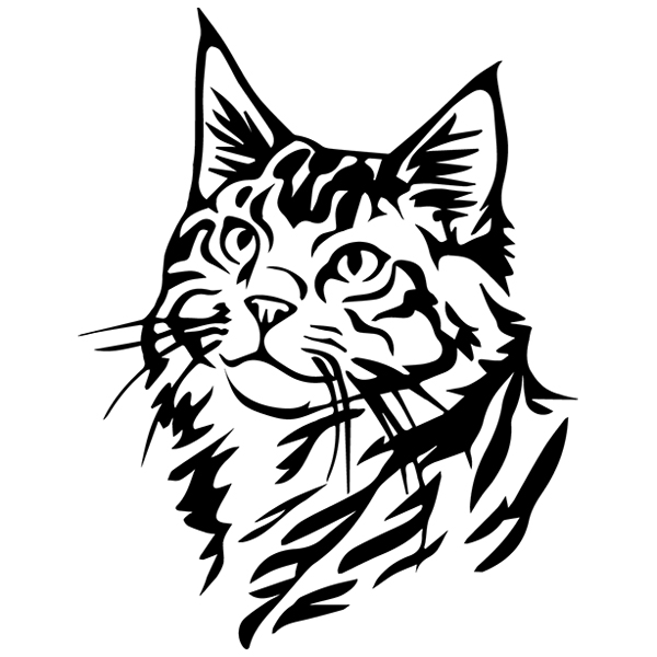Maine Coon