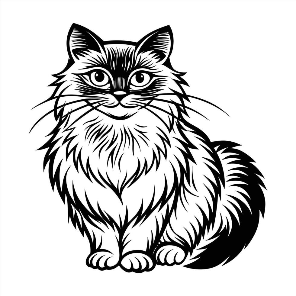 Ragdoll