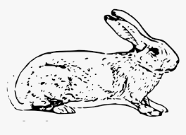 Belgian Hare