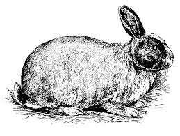Blanc de Hotot