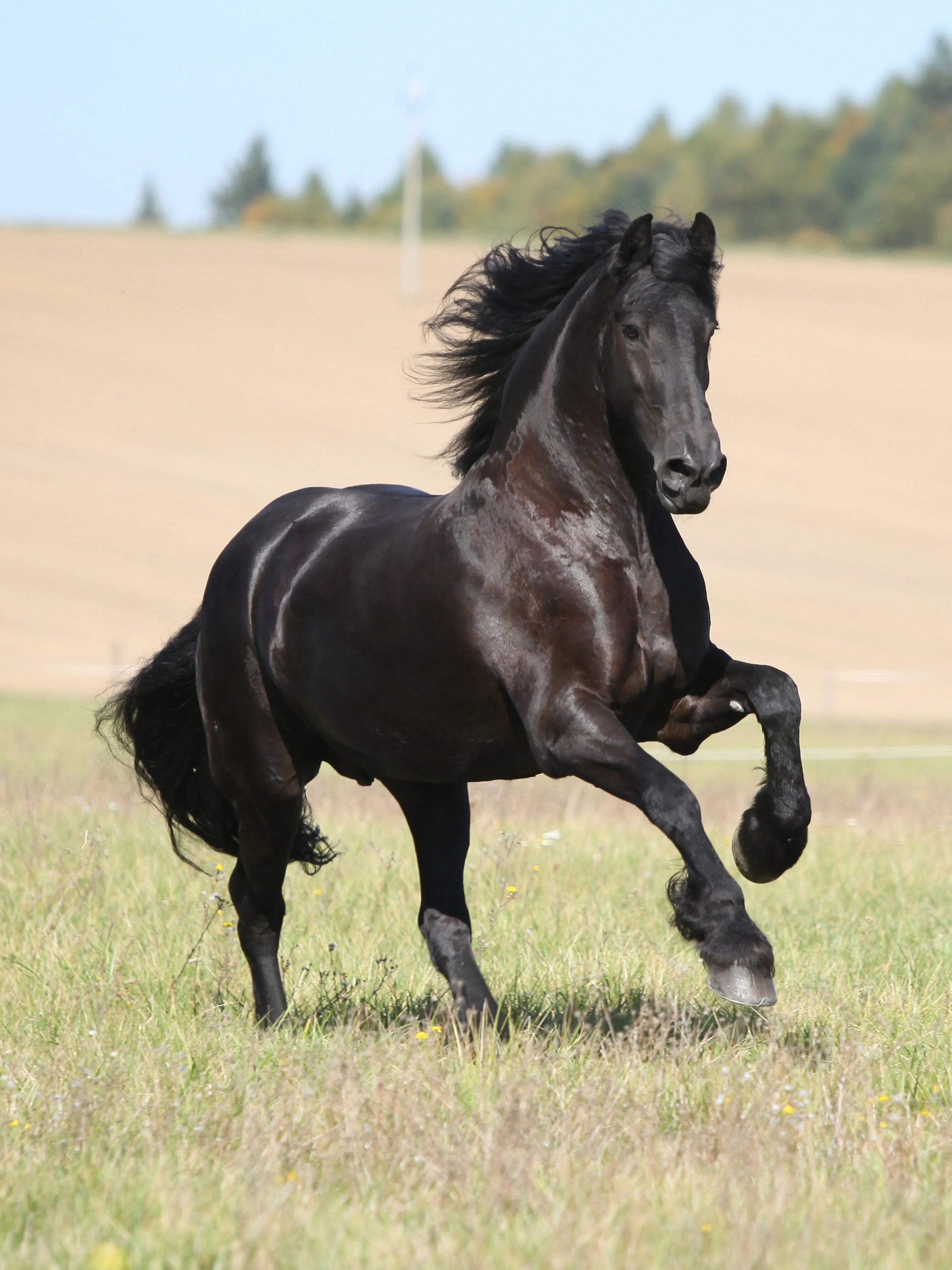 Friesian
