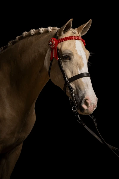 Thoroughbred