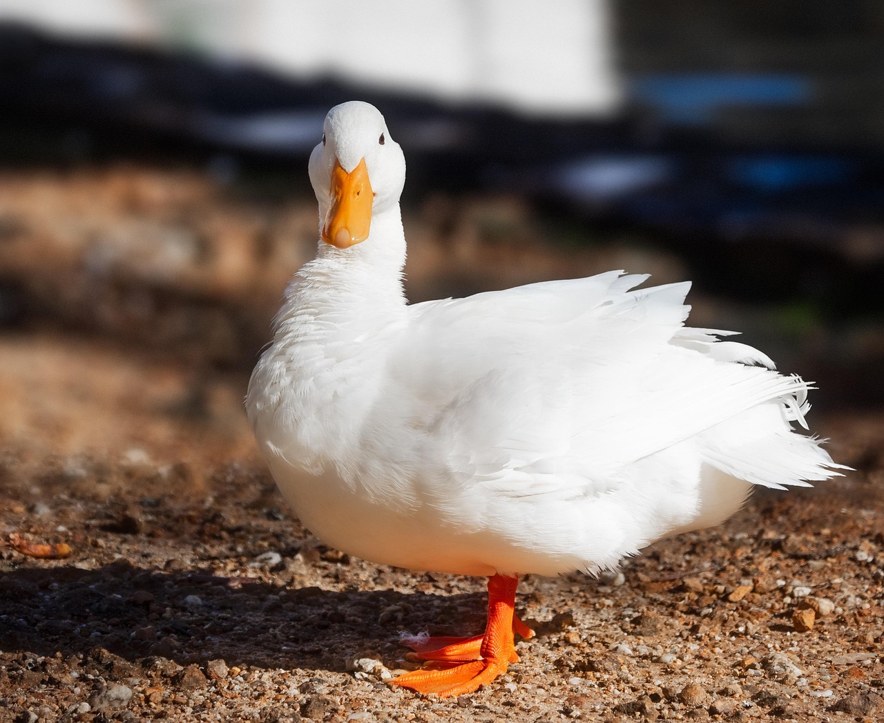 Pekin