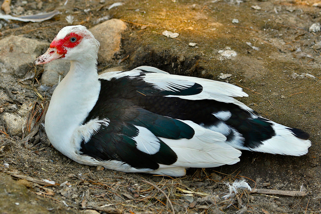 Muscovy