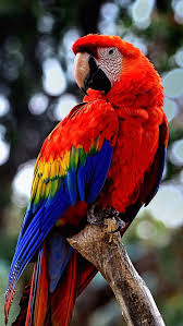 Macaw