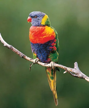 Lorikeet