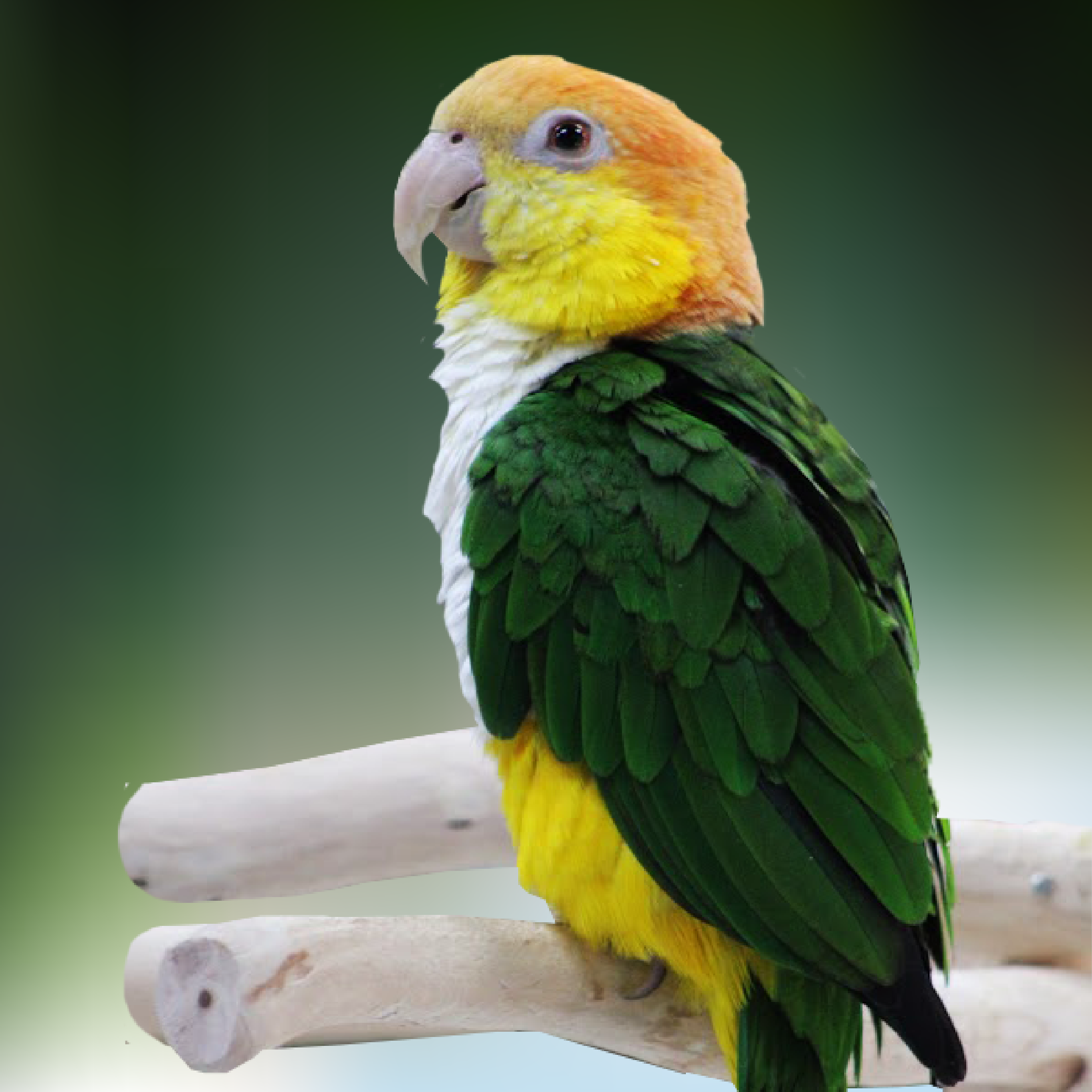 Caique