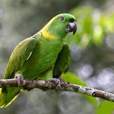 Amazon Parrot