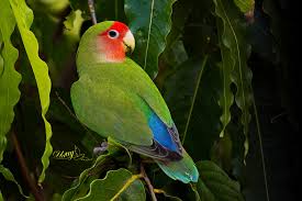 Lovebird