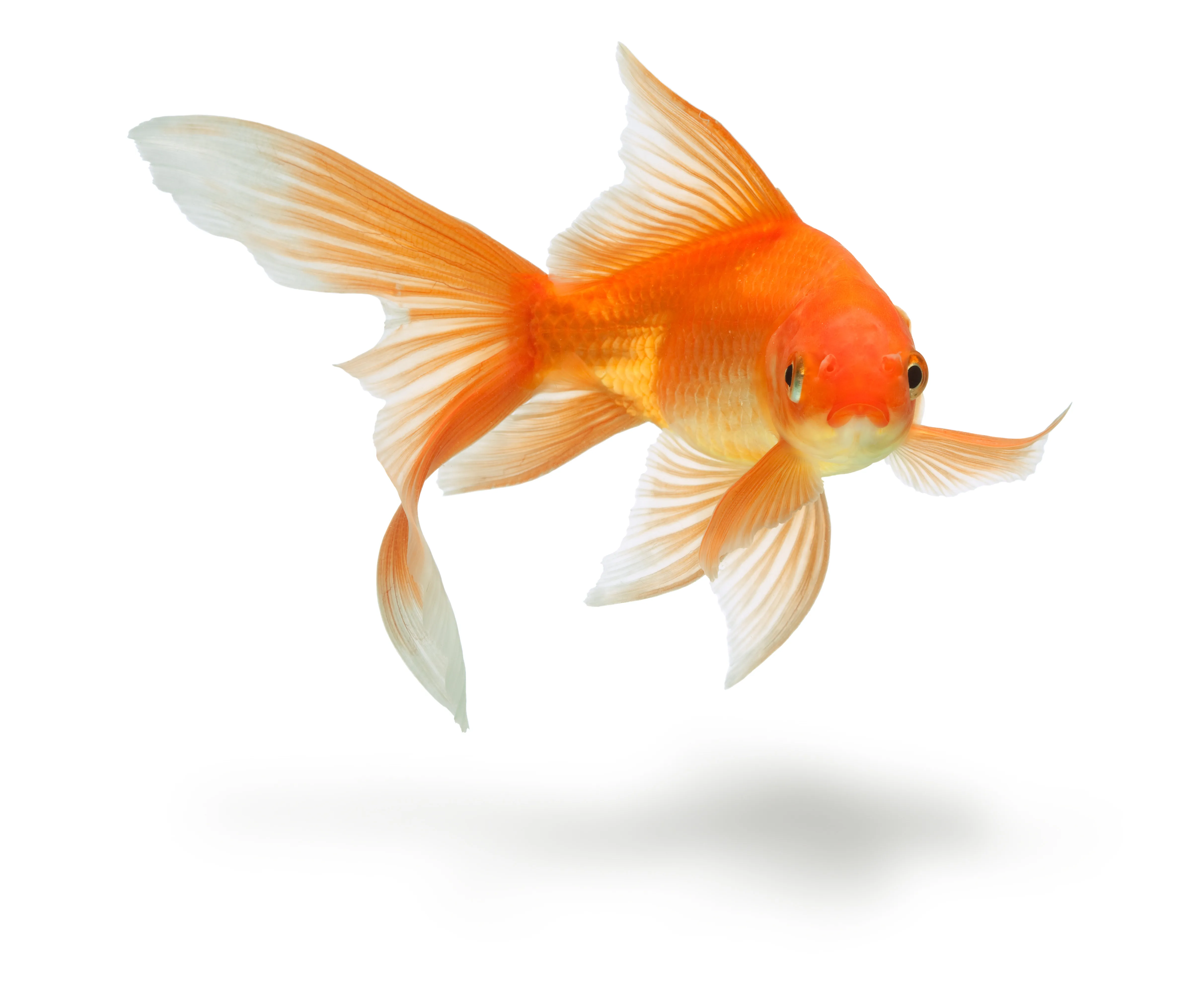 Goldfish