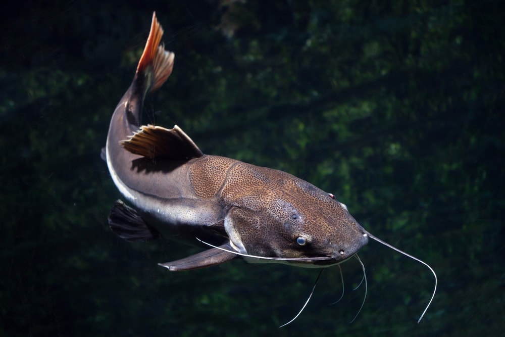 Catfish