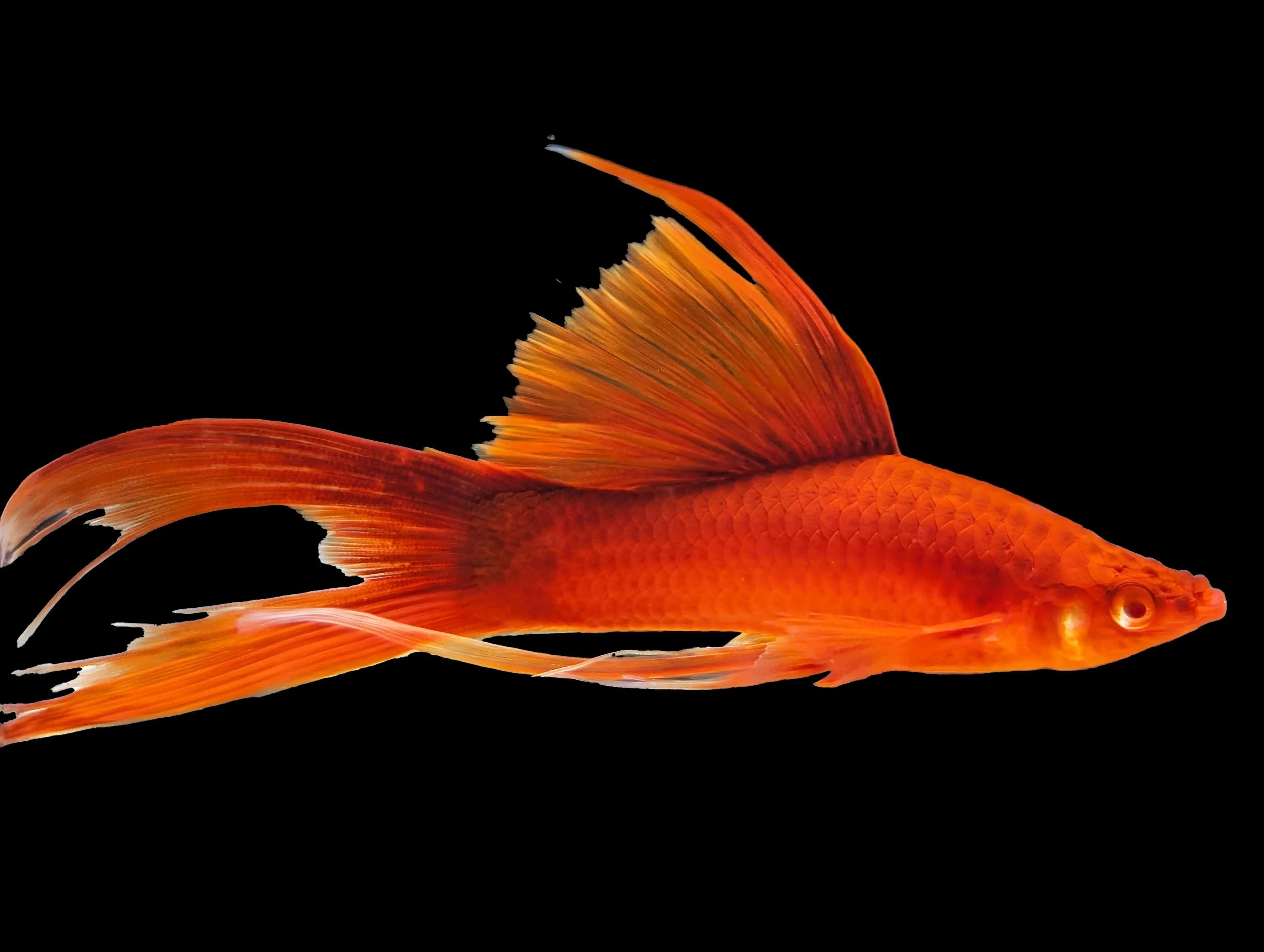 Swordtail