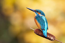 Kingfisher