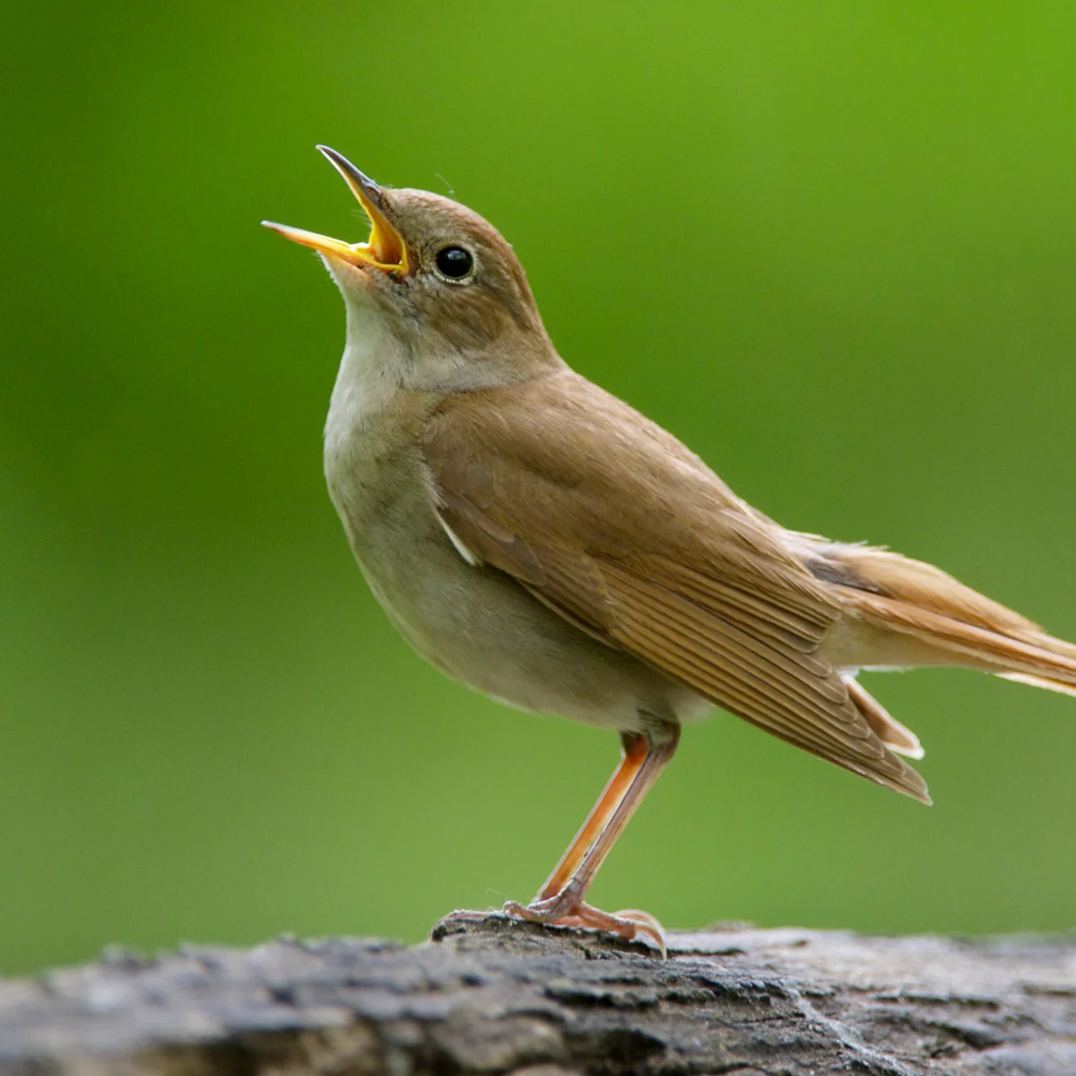 Nightingale